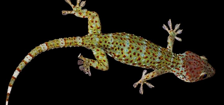 GesamtaGesamtansicht mit sichtbaren Füßen eines Geckos