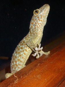 Gecko beim Klettern