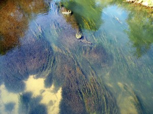Algen in einem Fluss