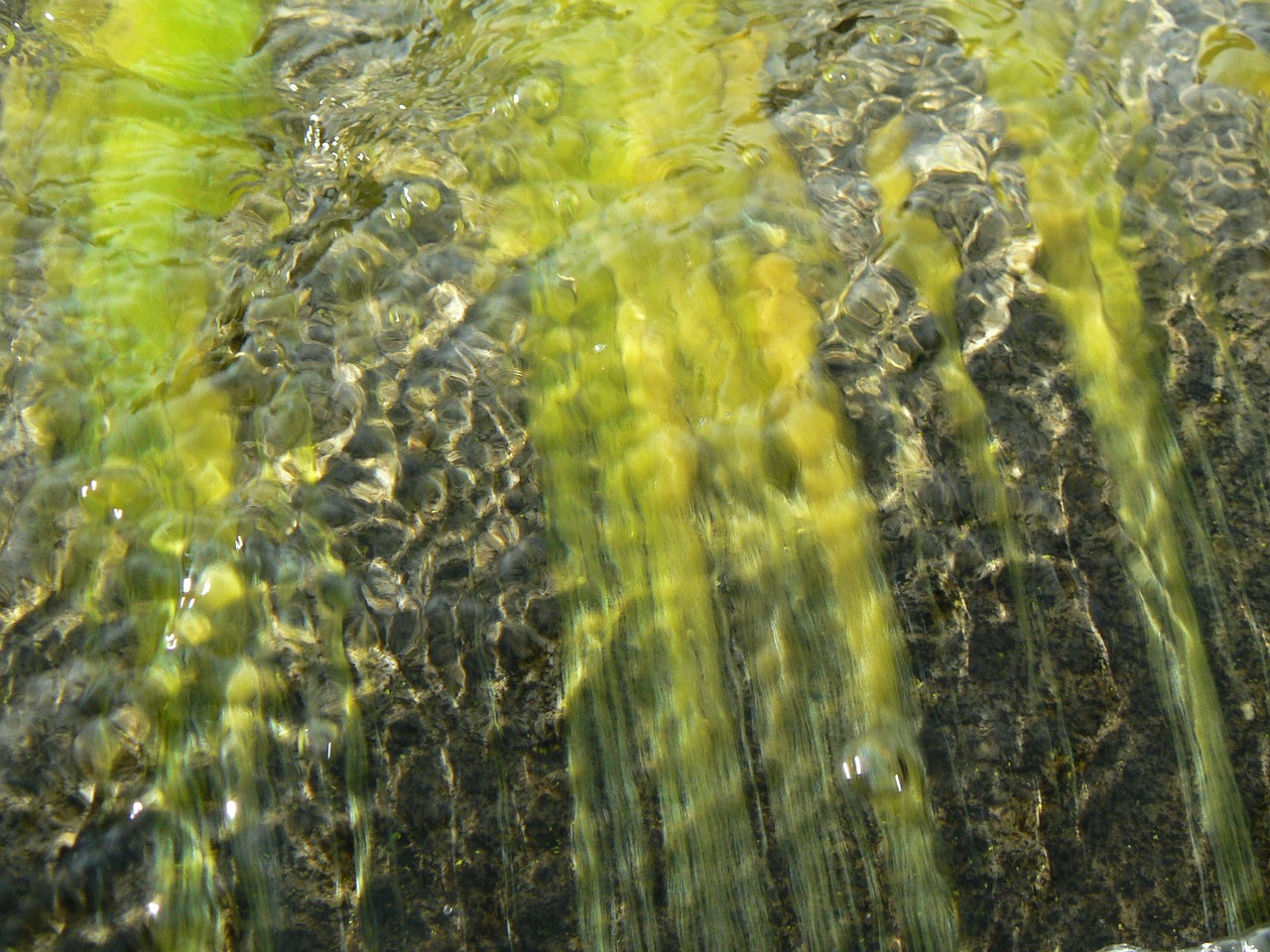 Algen als Schwermetallfilter und Biokraftstoff