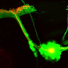 Zebrafisch-Nerven die mit dem Gehirn verschaltet sind (grün). Eines dieser Neuronen trägt ein durch Licht aktivierbares Enzym (rot). Wissenschaftler konnten die Regeneration von verletzten Neuronen mit Hilfe von optogenetischen Methoden stimulieren. (Bild: Helmholtz Zentrum München)